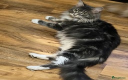 Maine Coon cats for sale: Maine Coon XXL -Pedigree  - Image 6