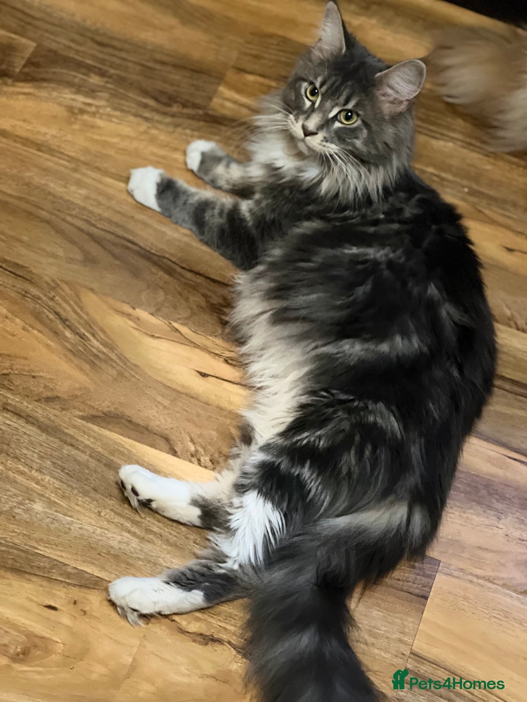 Maine Coon cats for sale: Maine Coon XXL -Pedigree  - Image 6