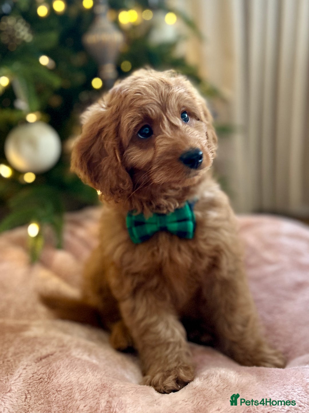Goldendoodle dogs for sale: F1b Mini Goldendoodles - DNA/health tested - Advert 3