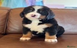 Mixed Breed dogs for sale: Labernese x Bernese mountain dog puppies - Image 1