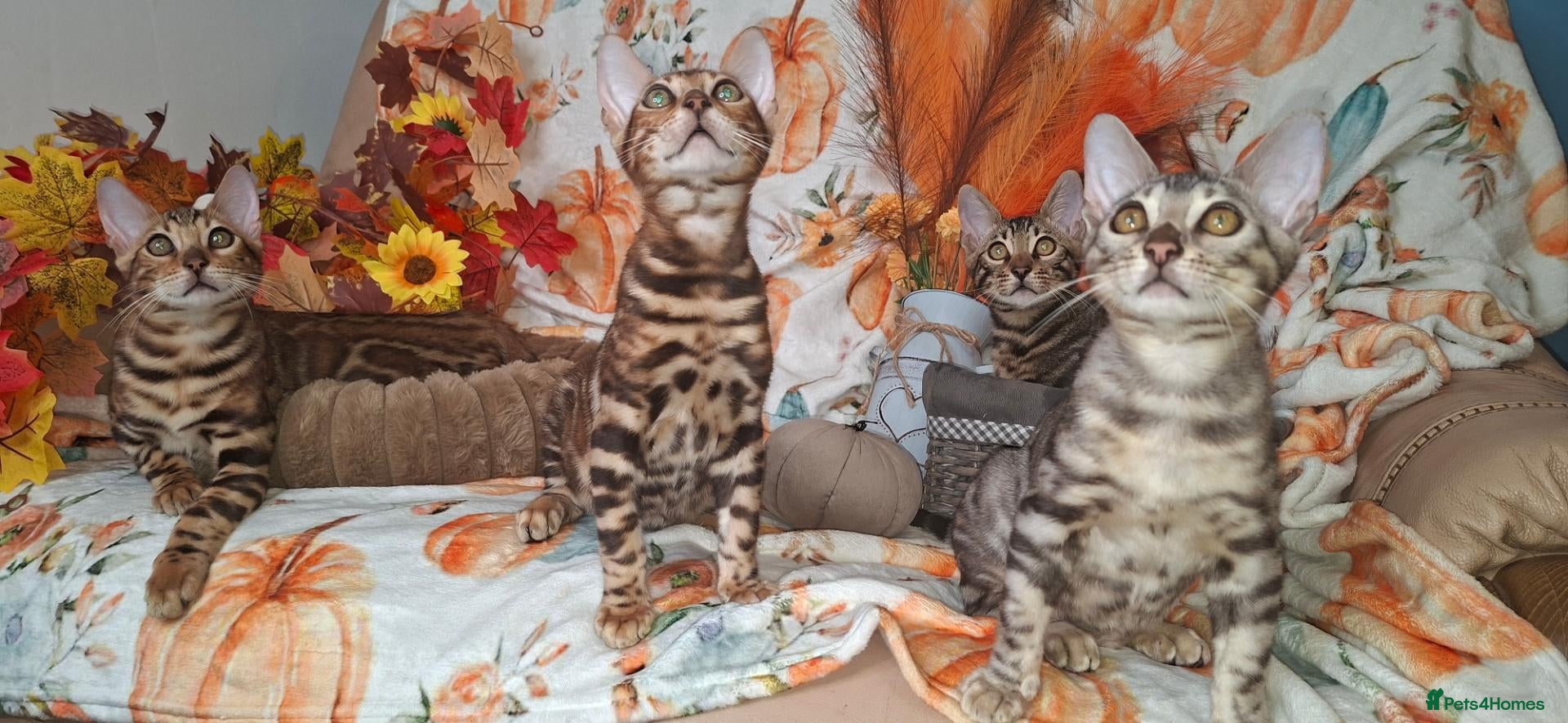Bengal cats Stunning Bengal Kittens  - Advert 14