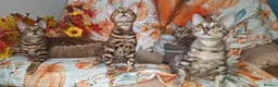 Bengal cats for sale: Stunning Bengal Kittens  - Advert 10