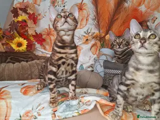 Bengal cats Stunning Bengal Kittens - Advert 14