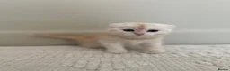Scottish Fold cats for sale: 3 Unique Scottish Folds! - Advert 15