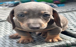 Dachshund dogs for sale: Miniature dachshunds ready now 💗 - Image 17