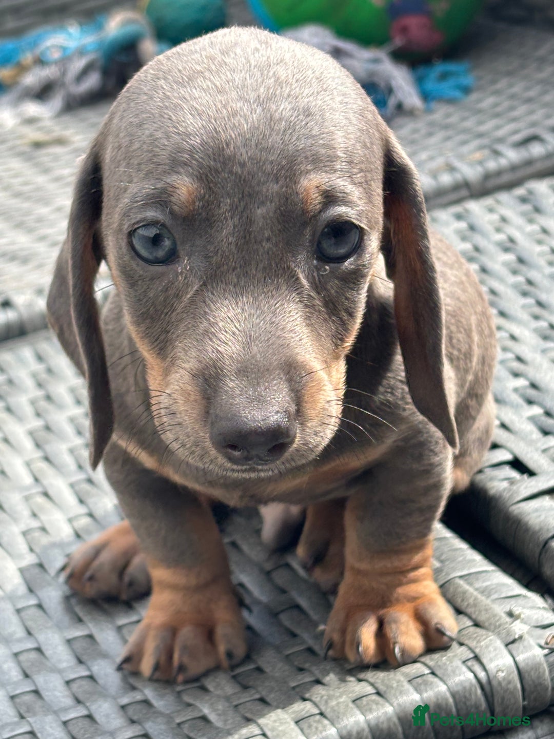 Dachshund dogs for sale: Miniature dachshunds ready now 💗 - Image 17