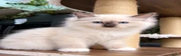 Ragdoll cats for sale: 🏆Imperial Grand Champion Sons! - Advert 4