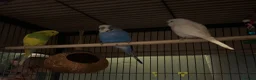 Budgerigars birds for sale: Three beautiful budgies!  - Advert 2