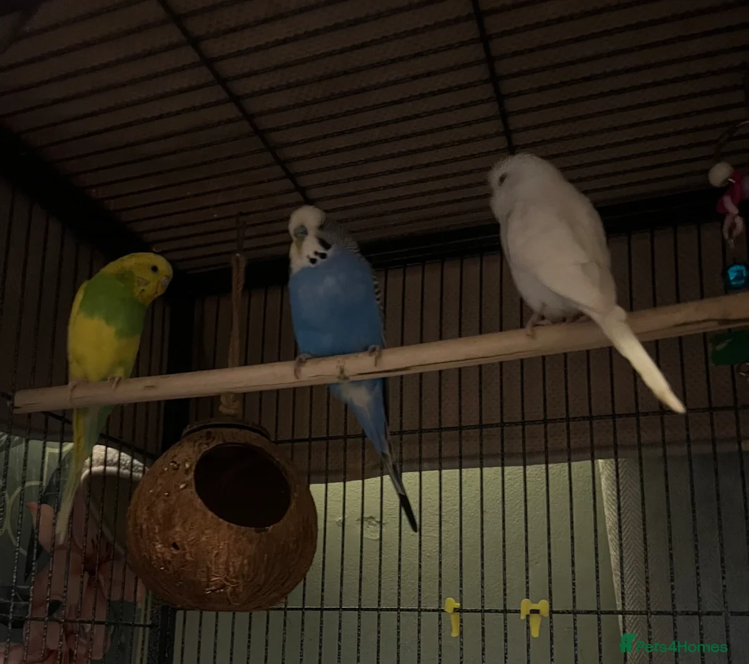 Budgerigars birds for sale: Three beautiful budgies!  - Advert 2