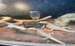 Dragon reptiles for sale: Bearded dragon in Bedford - Image 1