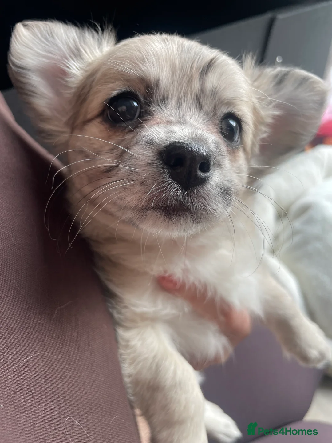 Chihuahua dogs for sale: Chihuahua girls - Advert 5