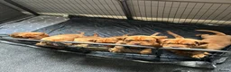 Dogue De Bordeaux dogs for sale: 7 puppies available  - Advert 2