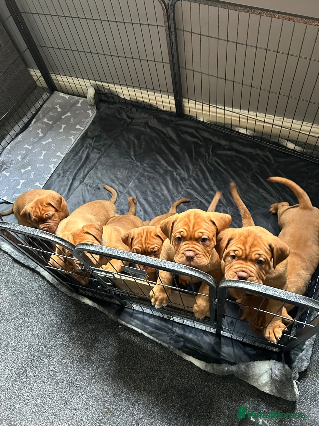 Dogue De Bordeaux dogs for sale: 7 puppies available  - Advert 2