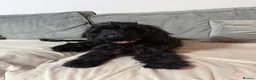 Cockapoo dogs for sale: Cockerpoo  - Advert 1