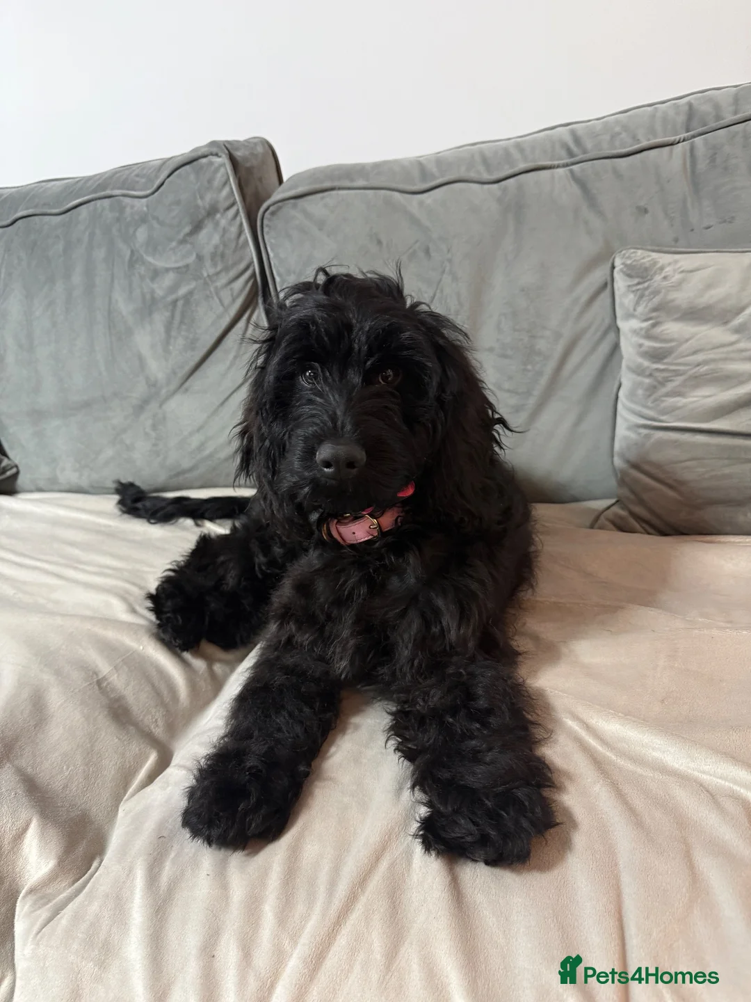 Cockapoo dogs for sale: Cockerpoo  - Advert 1
