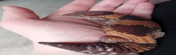 Gecko reptiles for sale: African fat tail gecko plus full set up in Poole - Advert 6