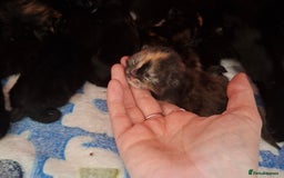 Domestic Shorthair cats for sale: 3 Tortoiseshell & 1 Black Kitten For Sale  - Image 7