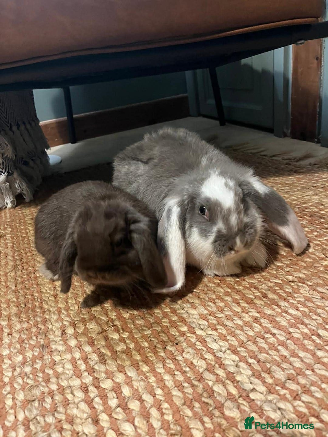 Mini Lop rabbits for sale: Gorgeous Mini Lop - Advert 2