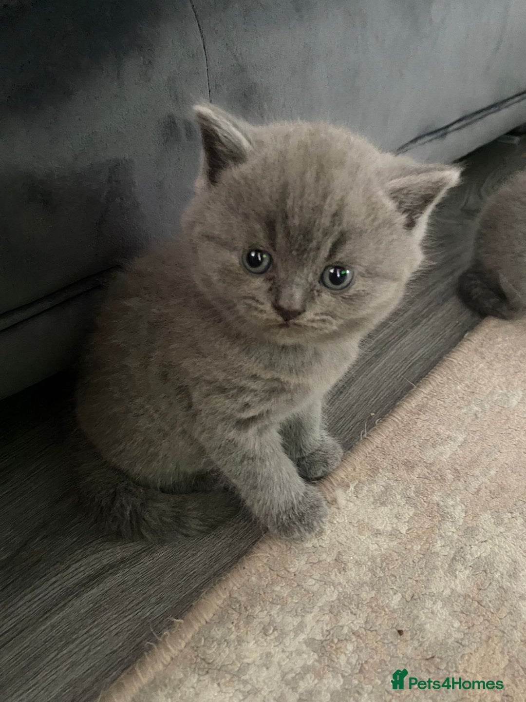 British Shorthair cats for sale: British Blue SH Kittens, TICA, Queens,Studs. - Image 5