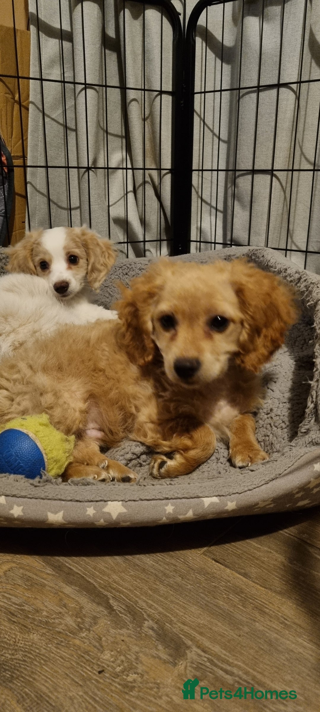 Cavapoo dogs for sale: Beautiful litter of Cavapoo puppies - Advert 9