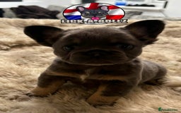 French Bulldog dogs for sale: Exclusive French bulldog puppies  - Image 14