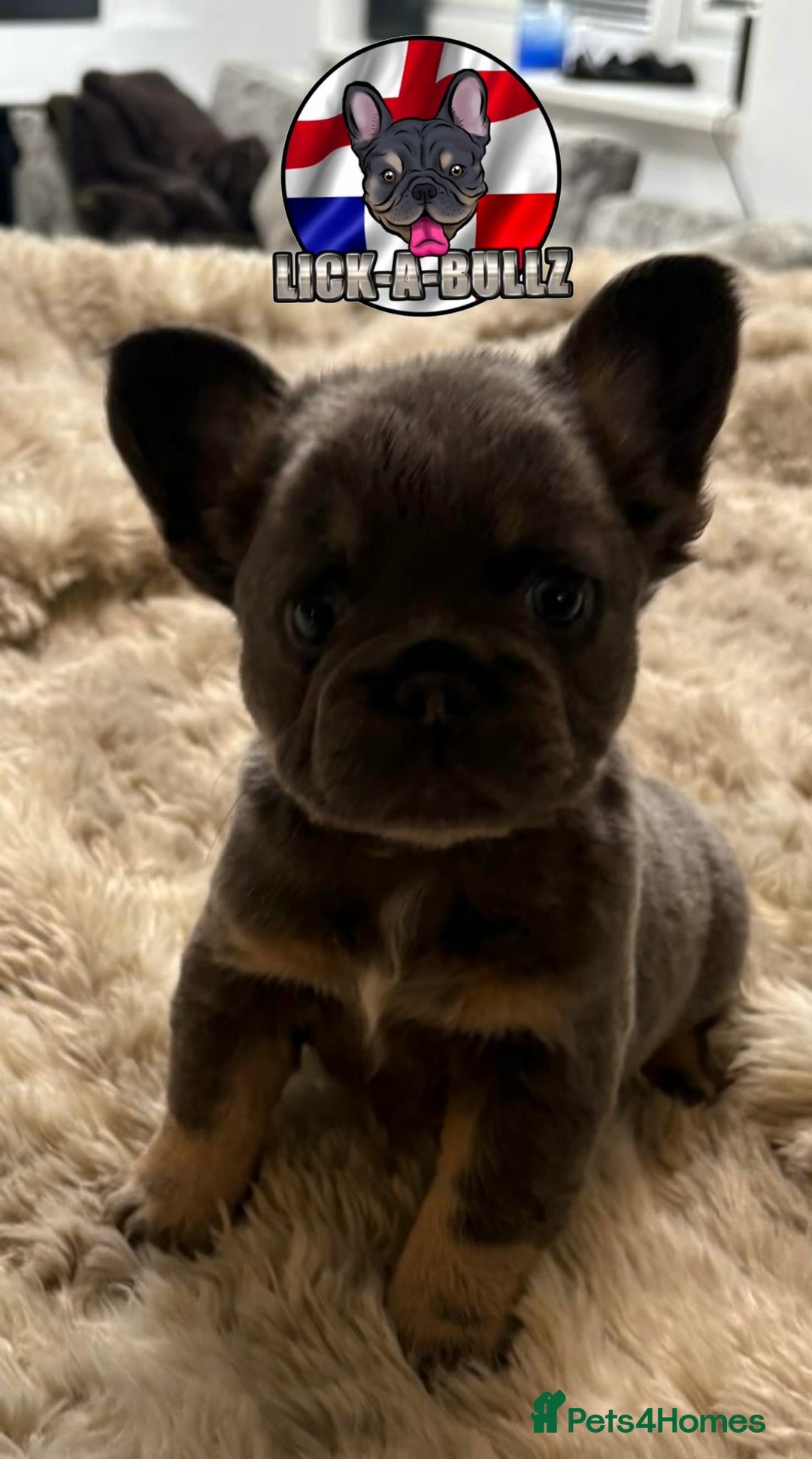 French Bulldog dogs for sale: Exclusive French bulldog puppies  - Image 14