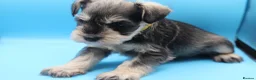 Miniature Schnauzer dogs for sale: 🌟 Exceptional KC Miniature Schnauzer Puppies 🌟 - Advert 17