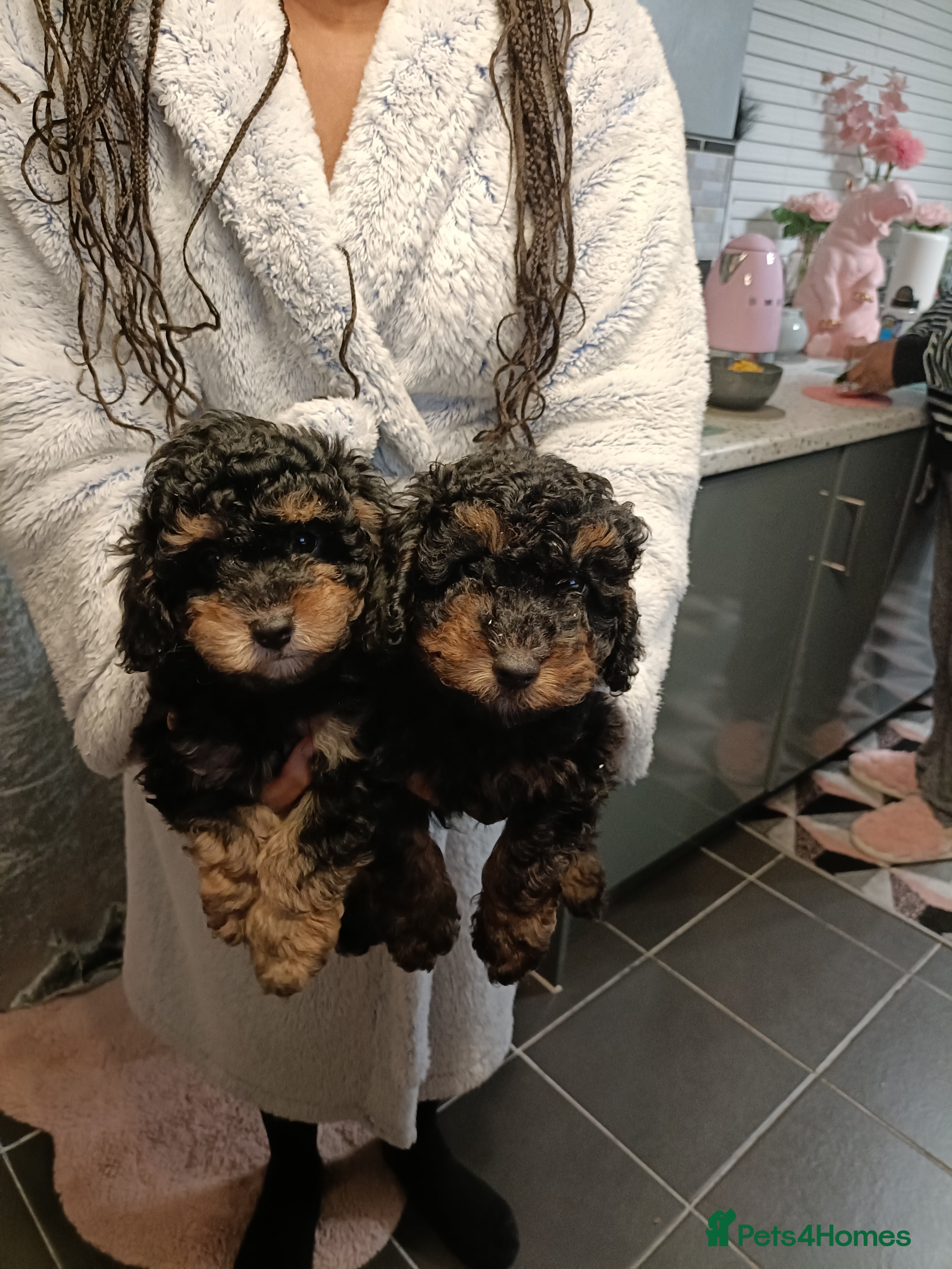 Toy Poodle dogs Phantom toy poodles - Advert 7