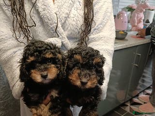 Toy Poodle dogs Phantom toy poodles - Advert 7