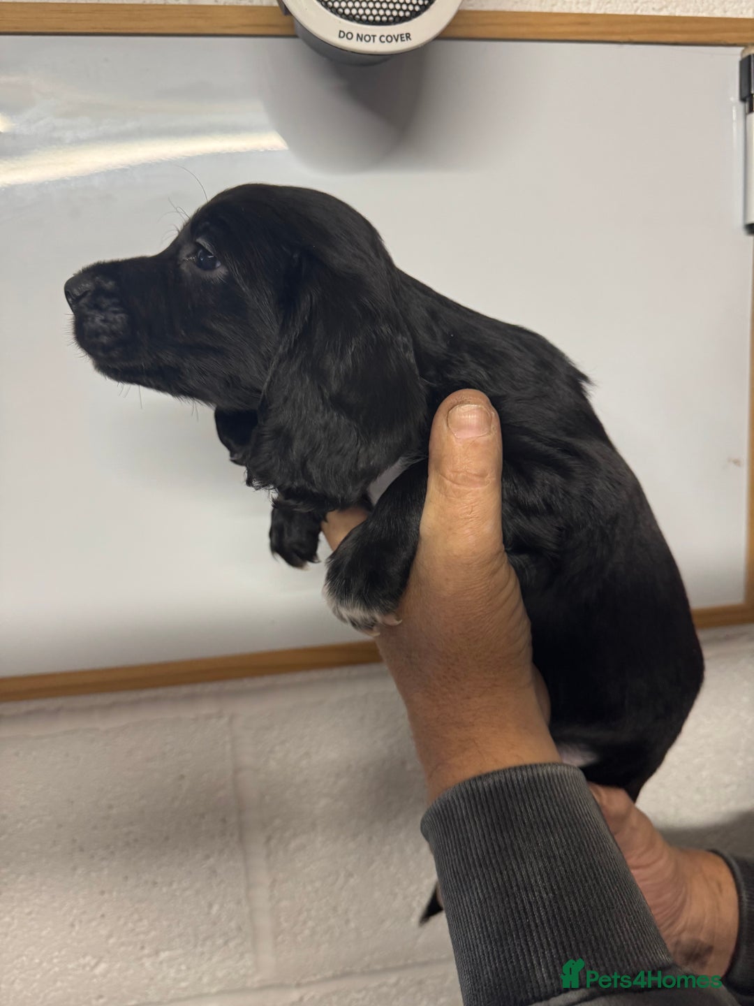 Sprocker dogs for sale: Sprocker Spaniel Pups- Ready To Go - Image 15