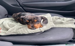 Miniature Dachshund dogs for stud: Miniature dapple boy dachshund  - Image 6