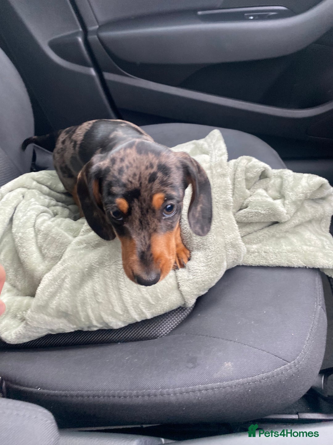 Miniature Dachshund dogs for stud: Miniature dapple boy dachshund  - Image 6