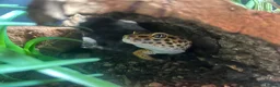 Leopard Gecko reptiles for sale: male and female leopard geckos plus tanks - Advert 4