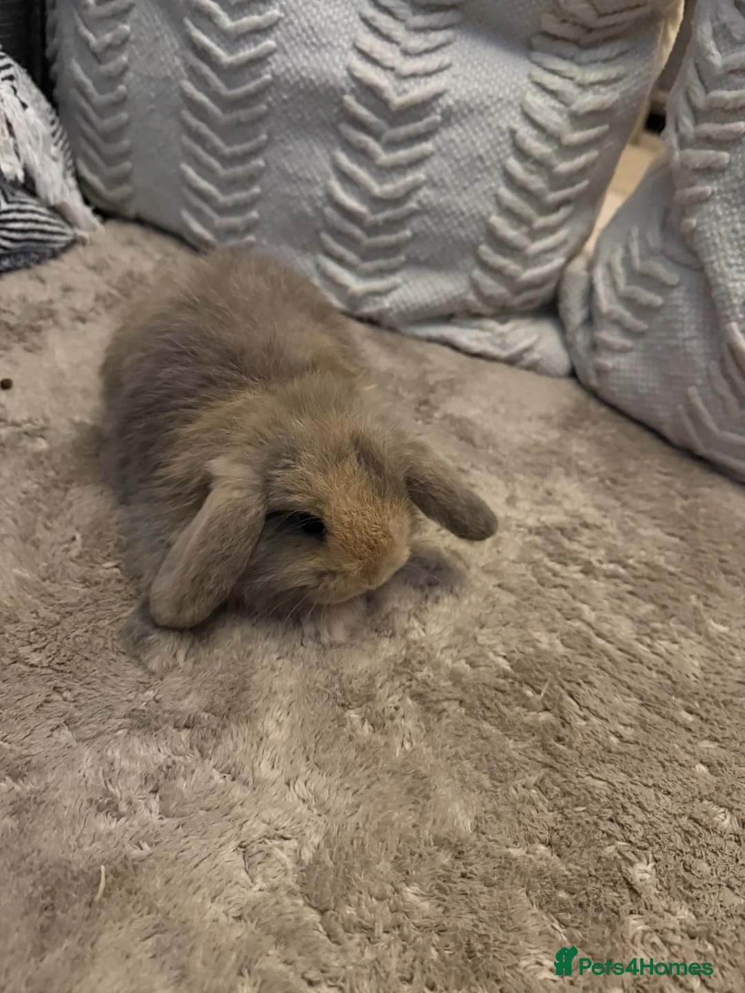 Mini Lop rabbits for sale: Mini lop bunnies - Advert 8