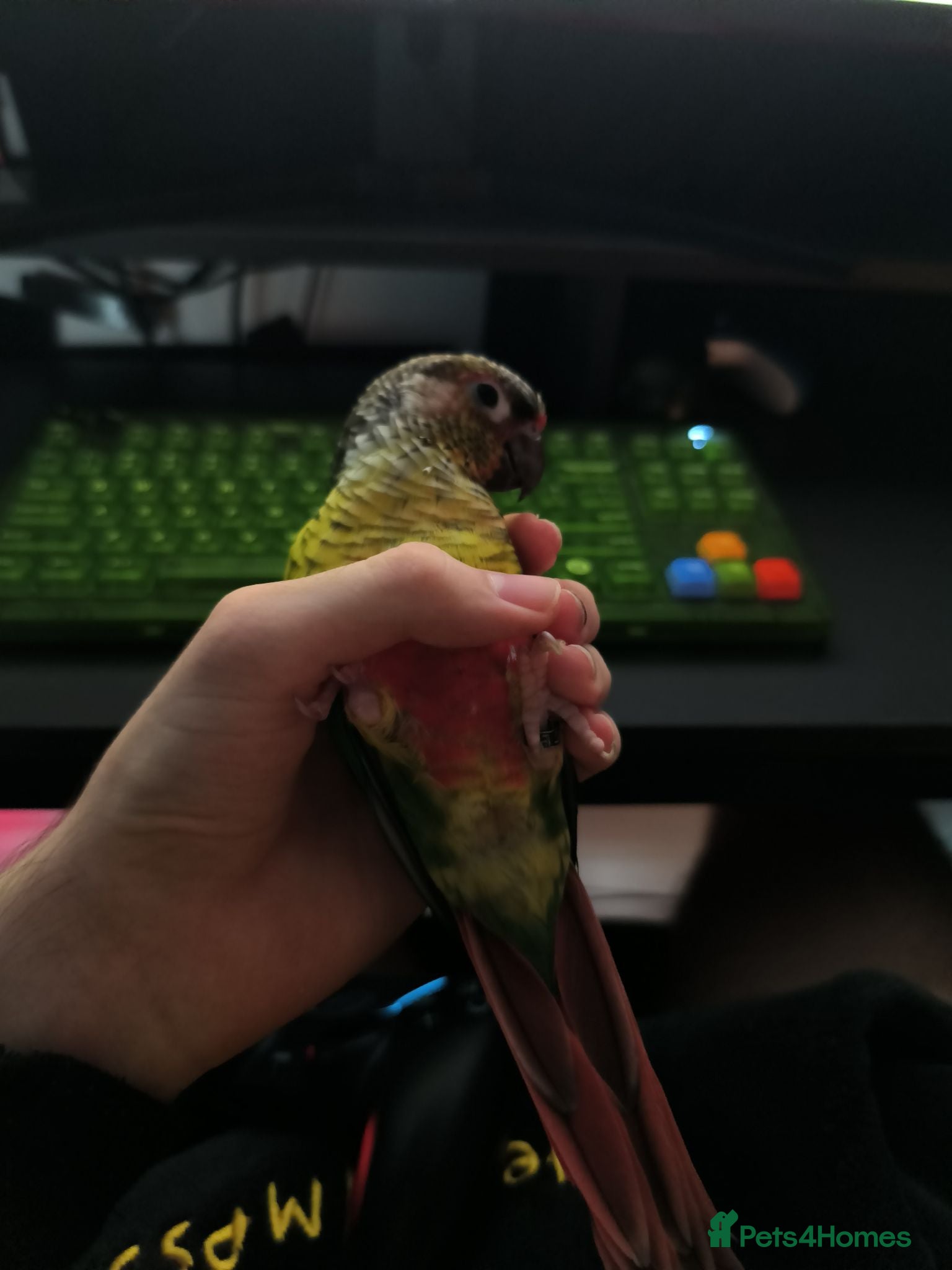 Conures birds Female conure  - Advert 5