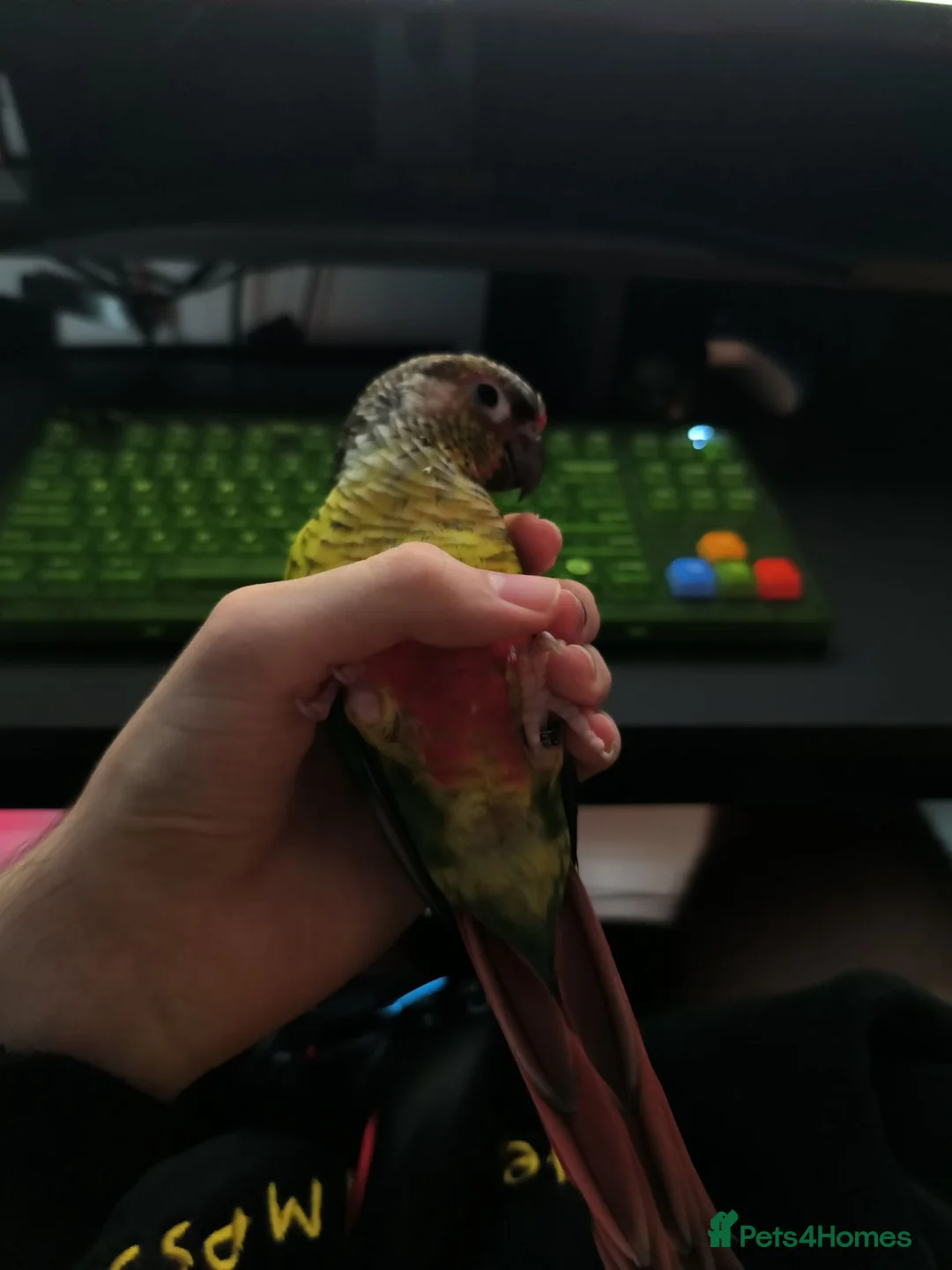 Conures birds for sale: Female conure  in Milton Keynes - Advert 1