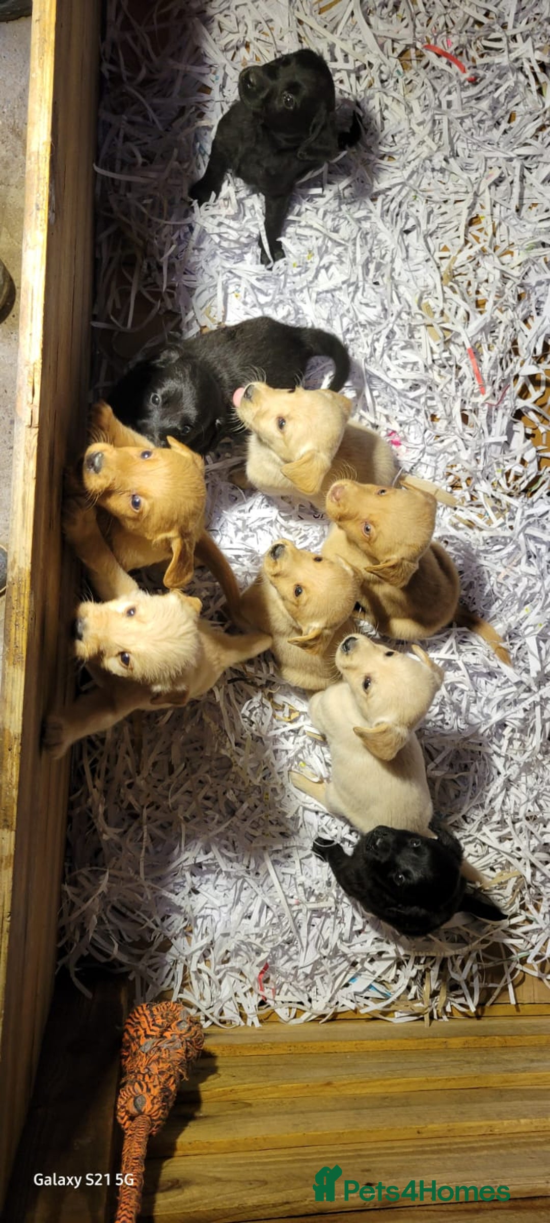 Labradoodle dogs for sale: F1b labradoodle,  back cross to a labrador - Image 17