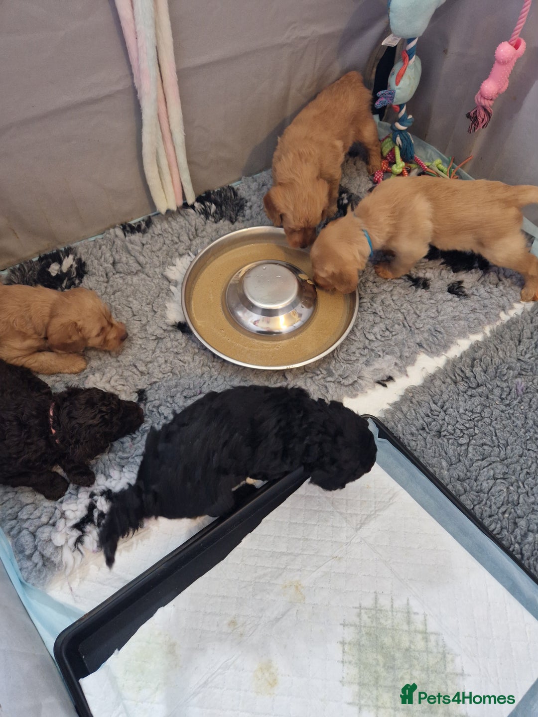 Labradoodle dogs for sale: Gorgeous miniature labradoodle puppies. - Image 22