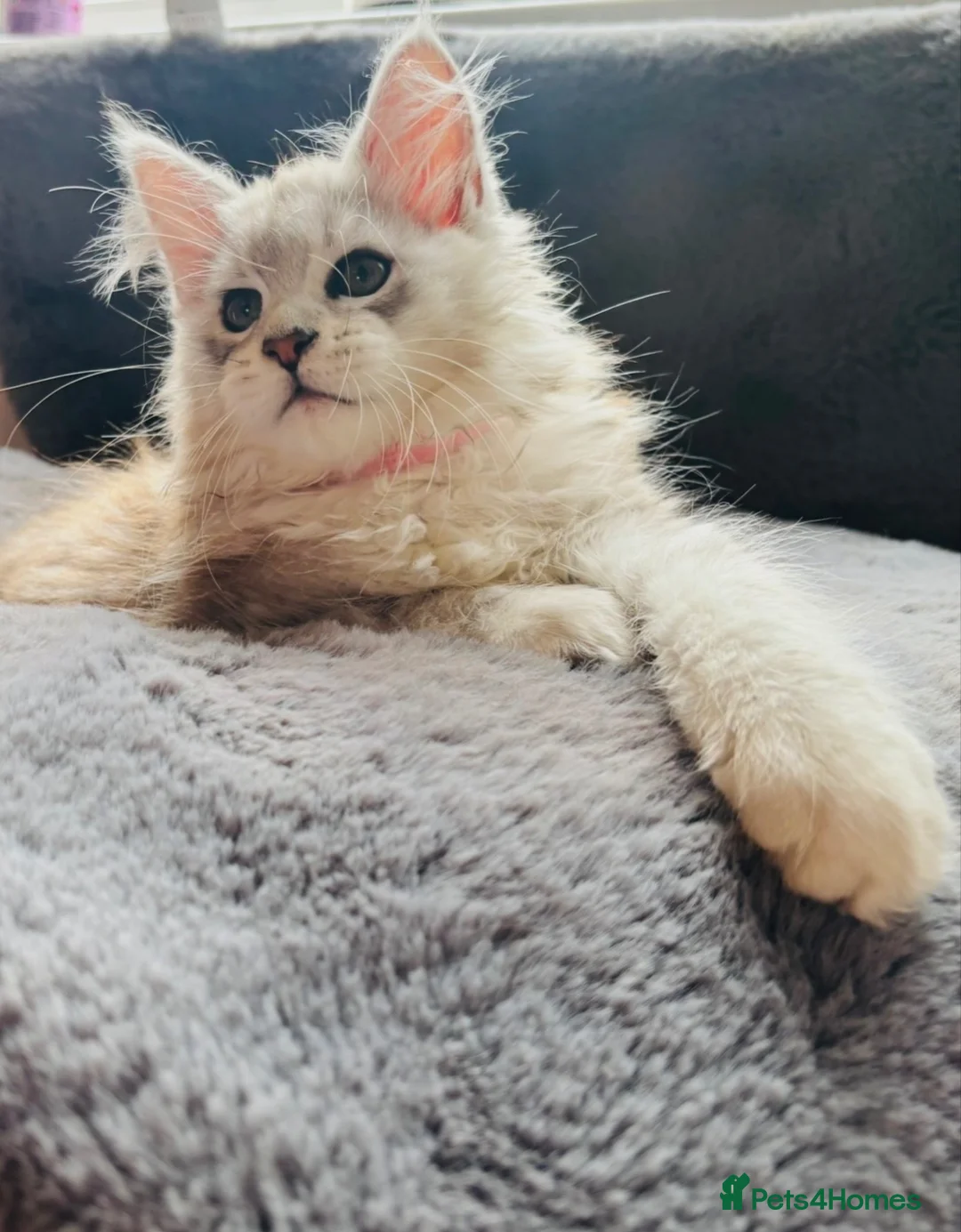 Maine Coon cats for sale: Beautiful Pedigree Kittens looking for Loving Home - Advert 2