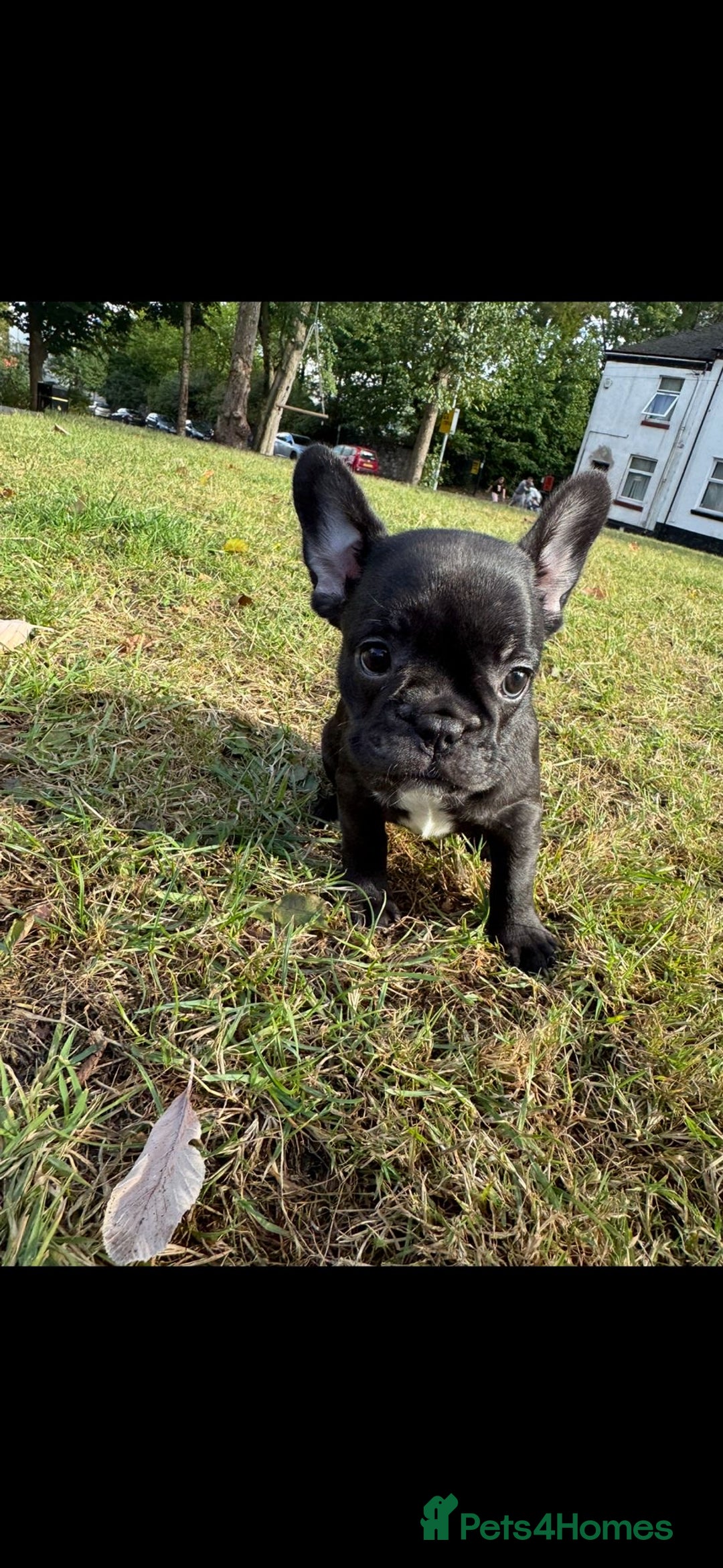 French Bulldog dogs for sale: 2 Adult French bulldogs and 4 Puppies  - Image 9