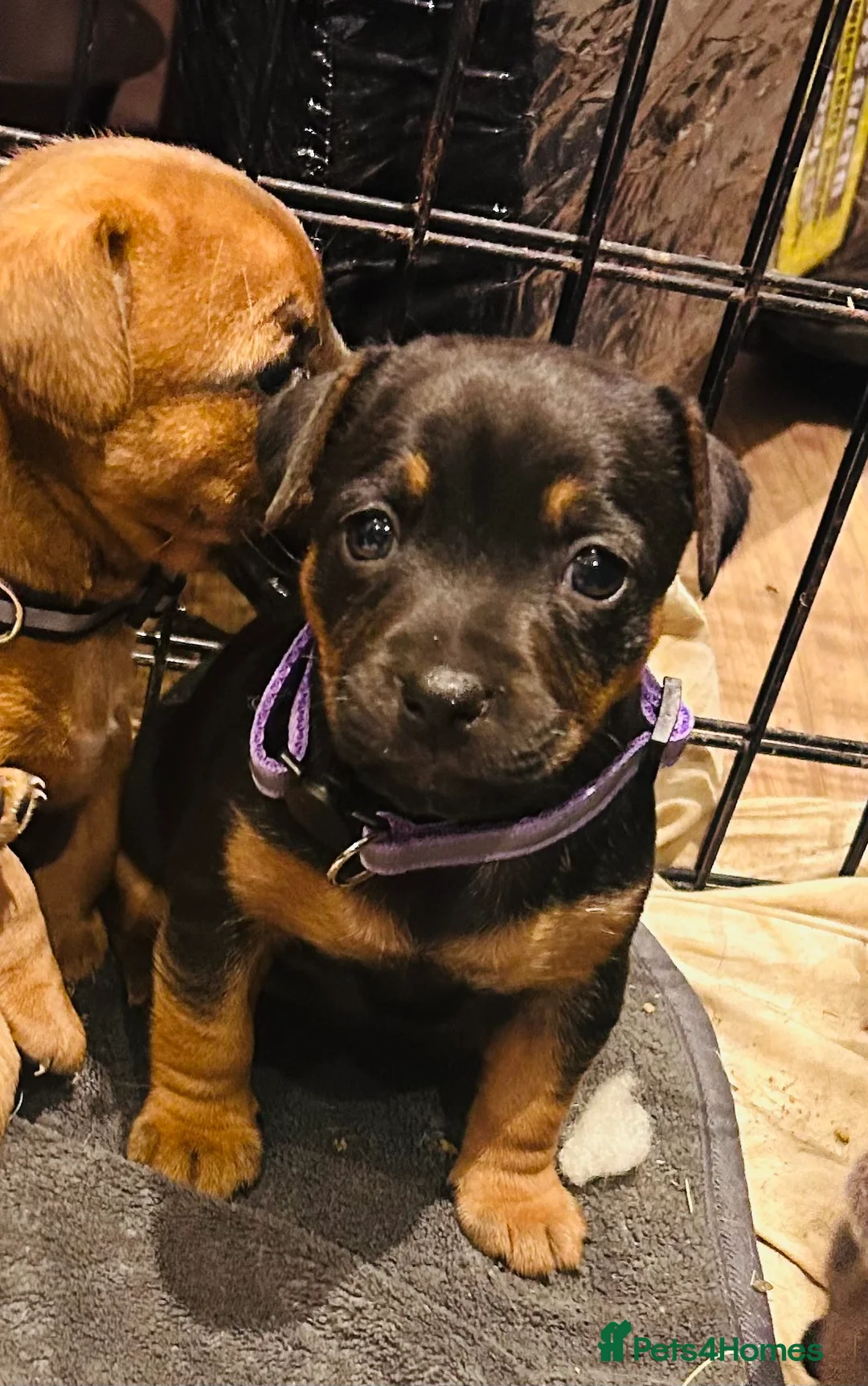 Jack Russell dogs for sale: Jack Russells. Sweet, friendly & healthy litter - Advert 1