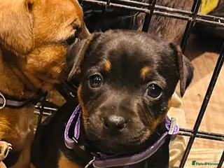 Jack Russell dogs Jack Russells. Sweet, friendly & healthy litter - Advert 2