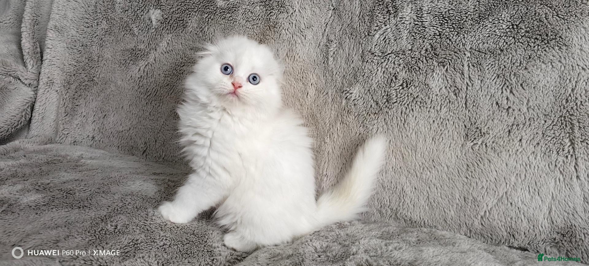 Scottish Fold cats for sale: Playful and affectionate kittens  - Advert 7