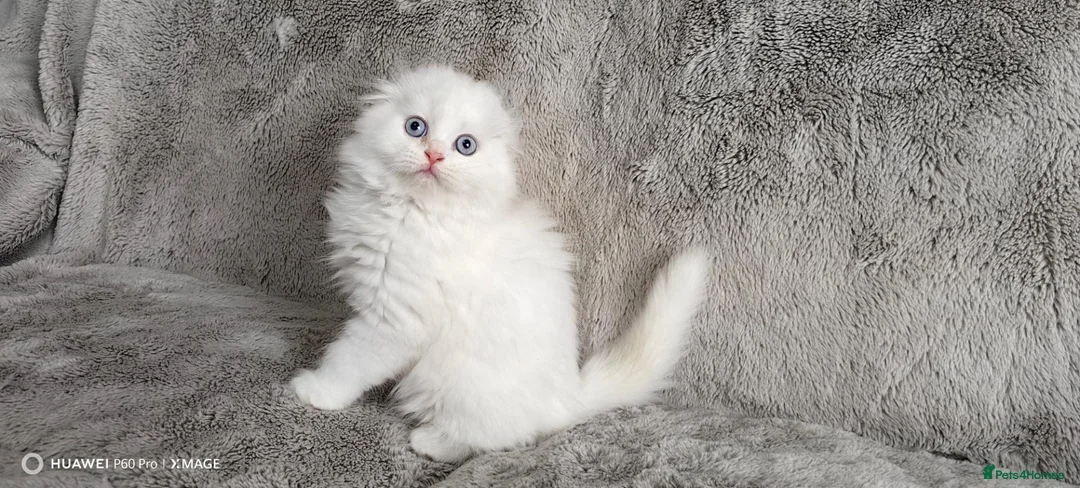 Scottish Fold cats for sale: Playful and affectionate kittens  - Advert 1