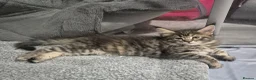 Maine Coon cats for sale: Amazing mainecoons. - Advert 12
