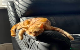 Mixed Breed cats for sale: Loving indoor cat -AMBER- looking for new home - Image 3