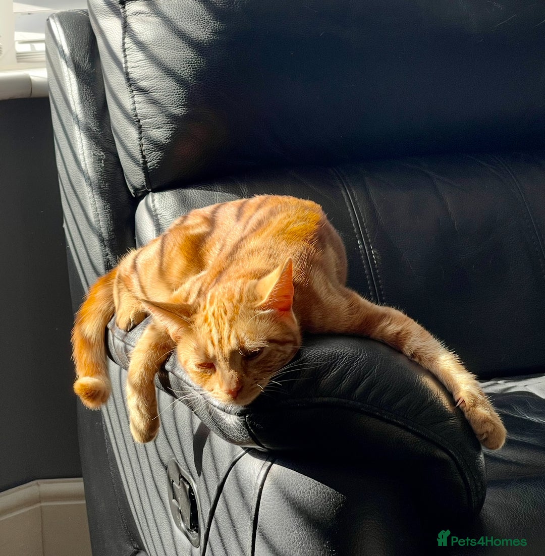 Mixed Breed cats for sale: Loving indoor cat -AMBER- looking for new home - Image 3