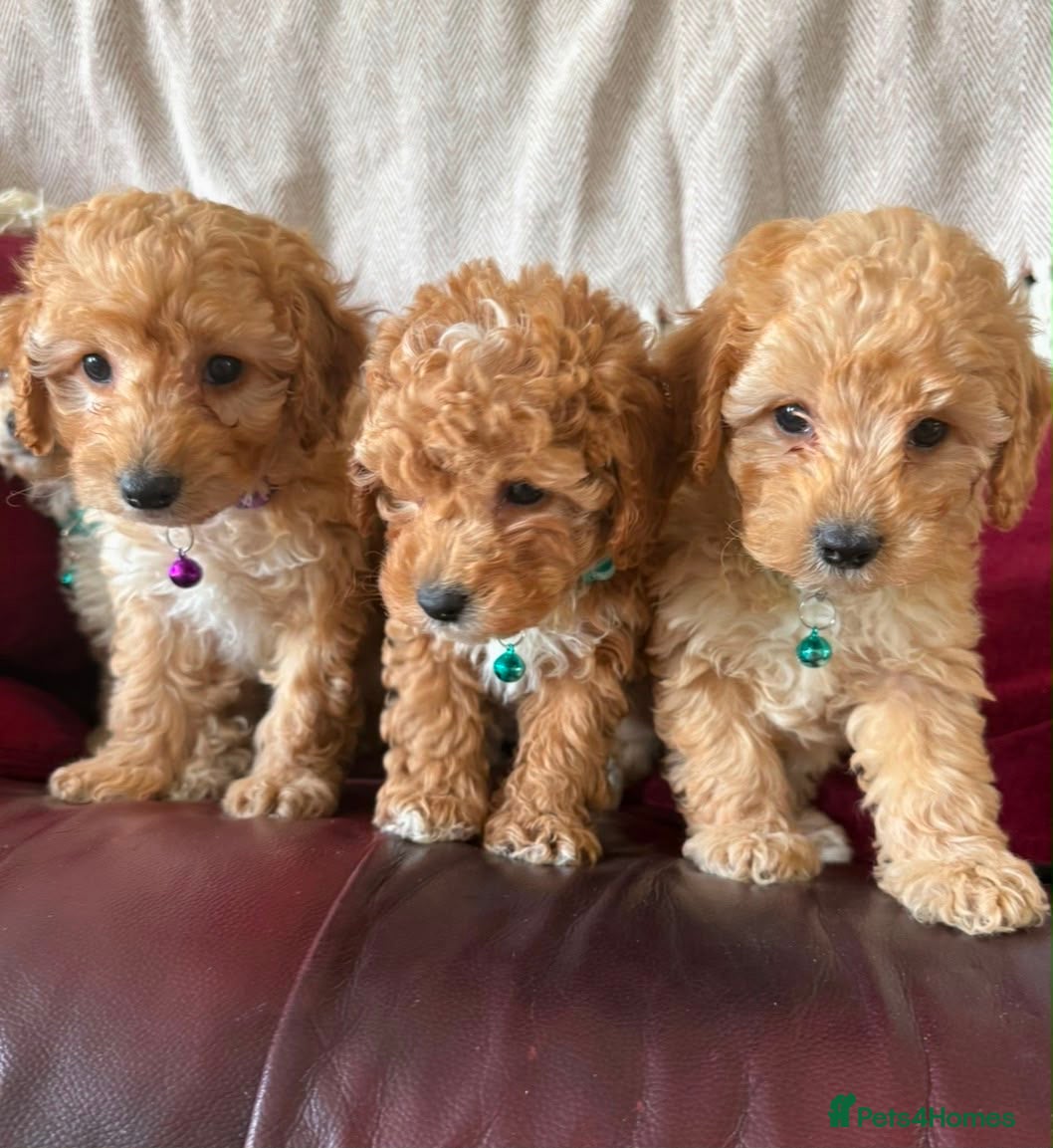 Poochon dogs Toy Poochon Puppies - Advert 6