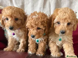 Poochon dogs Toy Poochon Puppies - Advert 6