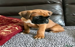 Boxer dogs for sale: KC Reg Boxer Bobtail Boys READY NOW!!!! - Image 10